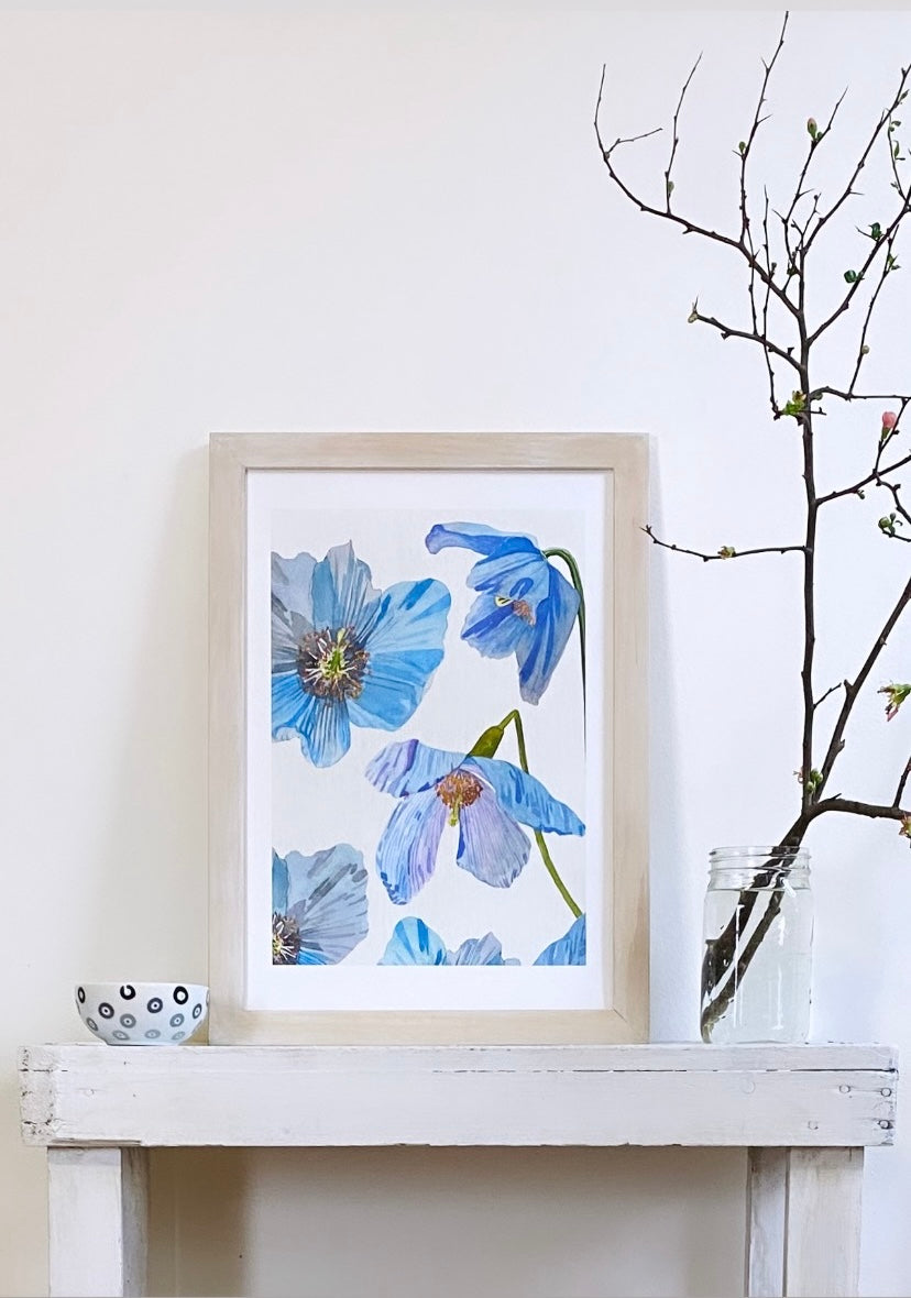 Art Print:  Himalayan Blue Poppies on Ecru