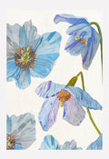 Art Print:  Himalayan Blue Poppies on Ecru