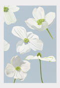 Art Print:  White Dogwood Blossoms on Pale Blue