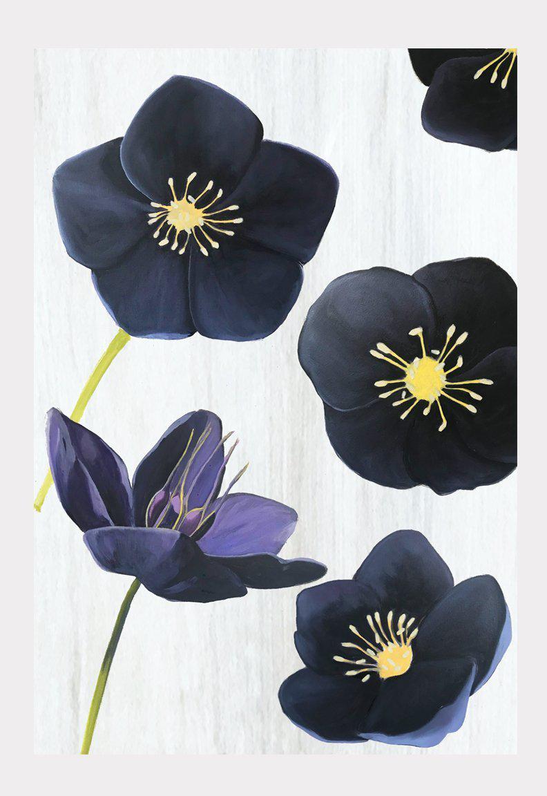 Art Print:  Black Hellebore on Snow