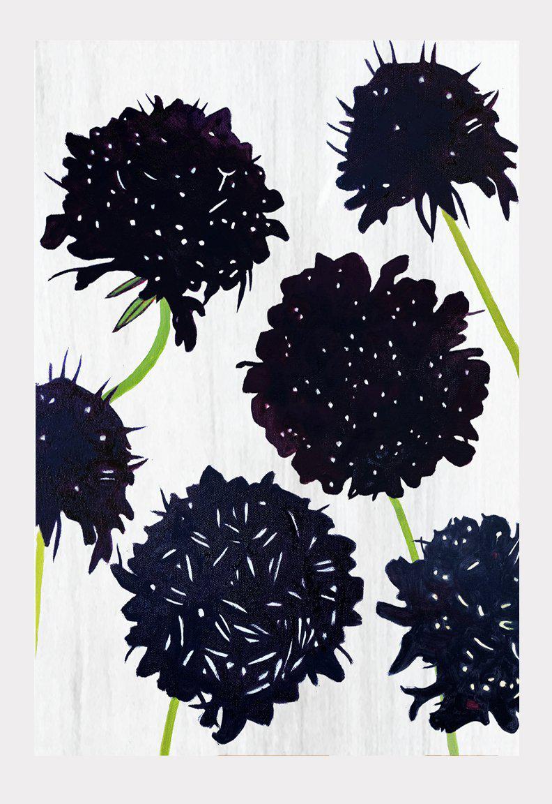 Art Print:  Black Scabiosa on Snow