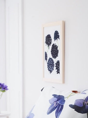 Art Print:  Black Scabiosa on Snow